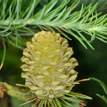 Larix