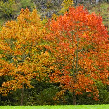 Quercus rubra