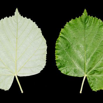 Tilia tomentosa