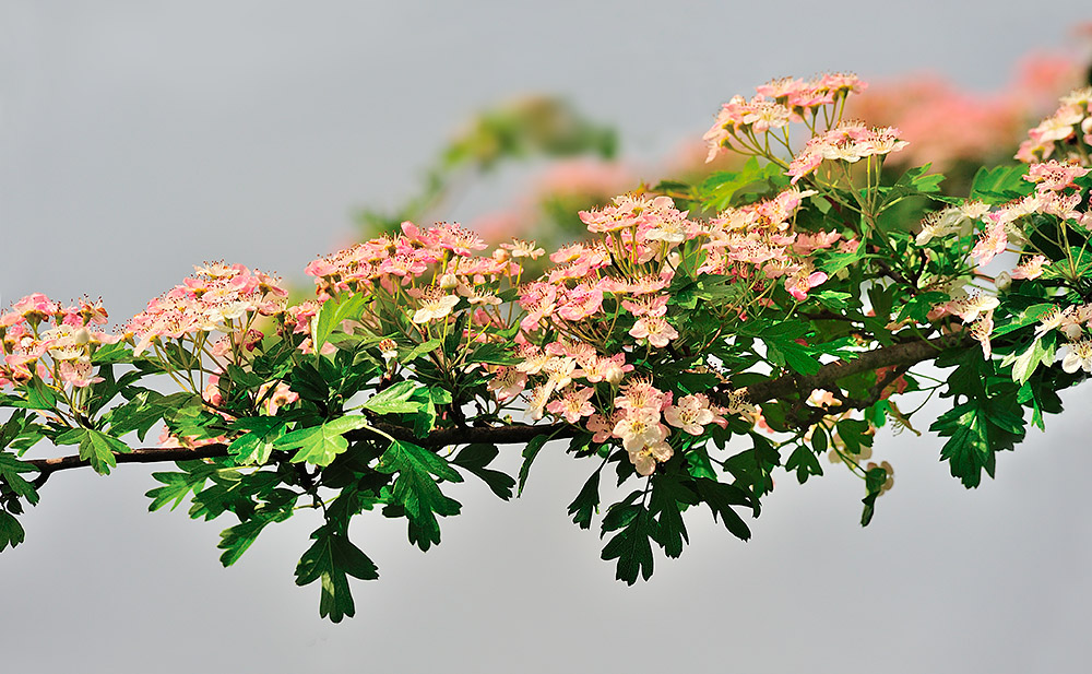 Detalle de un ejemplar con las flores rosadas.