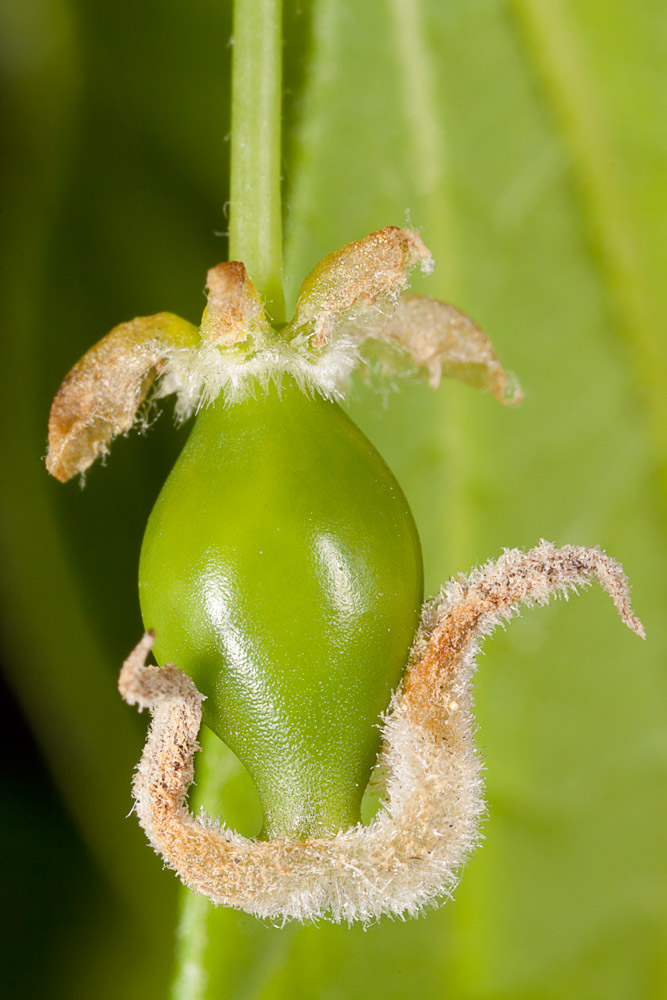 Celtis australis. Fruto en el inicio de su desarrollo.