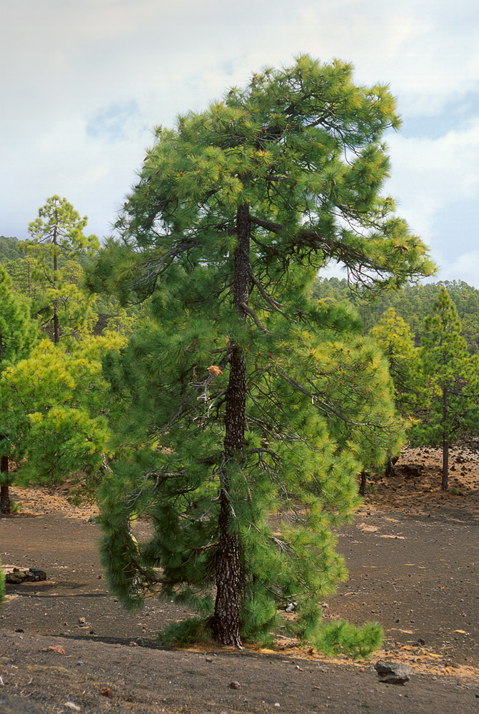 Ejemplar en su hábitat natural. Tenerife (Canarias).