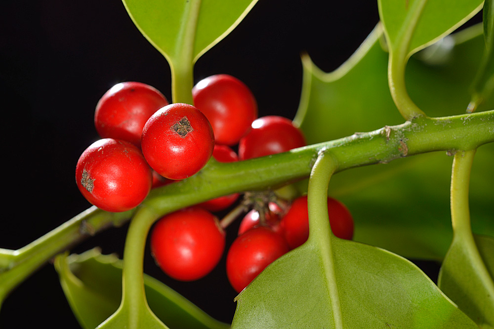 Detalle de los frutos rojos