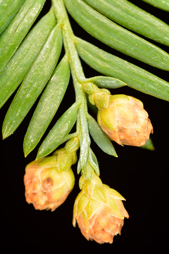 Flores masculinas iniciando su desarrollo.