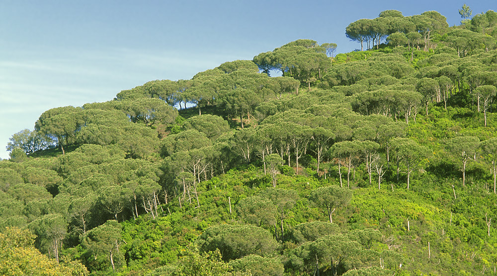 Pinar de pino piñonero