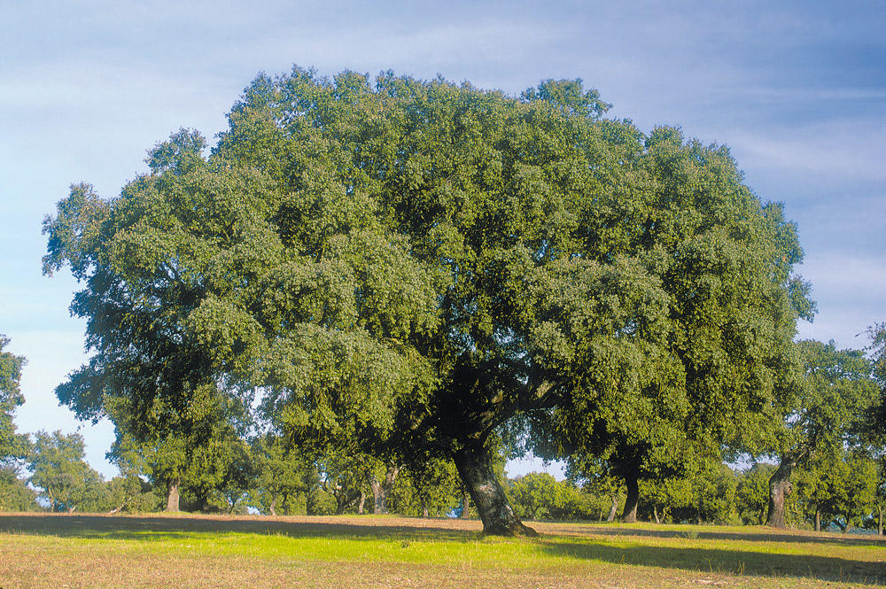 Porte en encinar adehesado