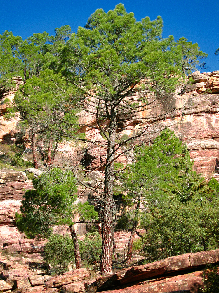 Ejemplares en los rodenos de la Serranía de Albarracín
