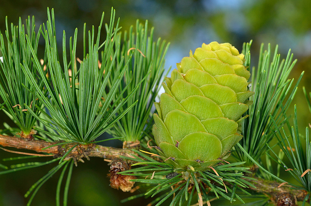 Larix x eurolepis. Piña inmadura