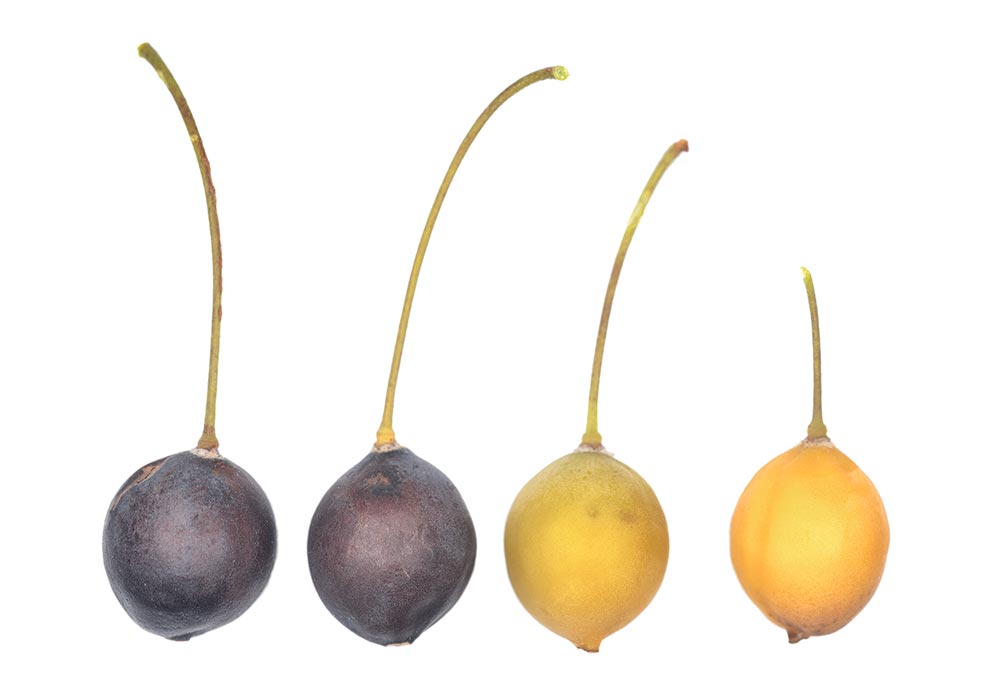 Frutos en distintos grados de maduración.