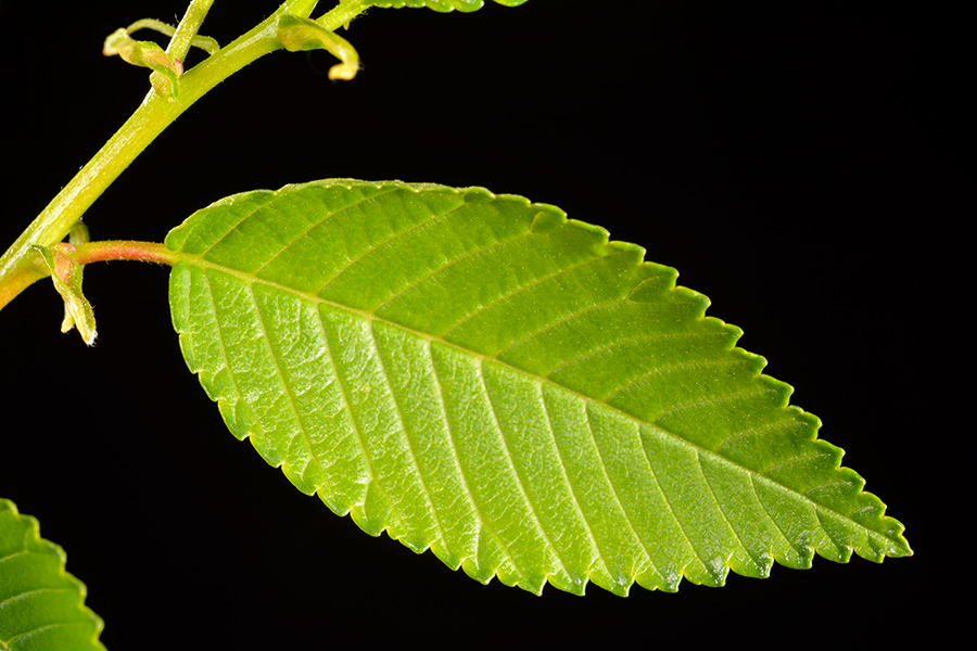 Hoja