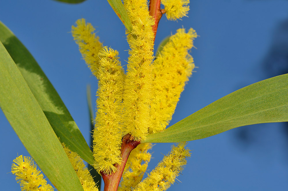 Inflorescencias cilíndricas.