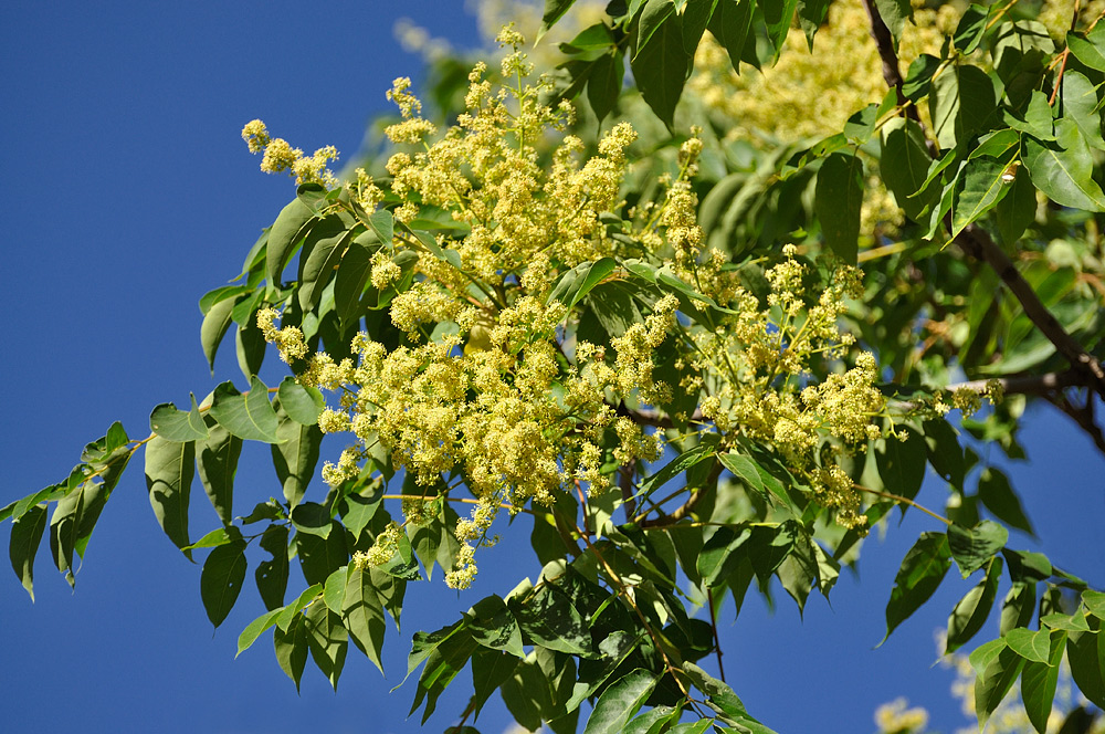 Inflorescencias