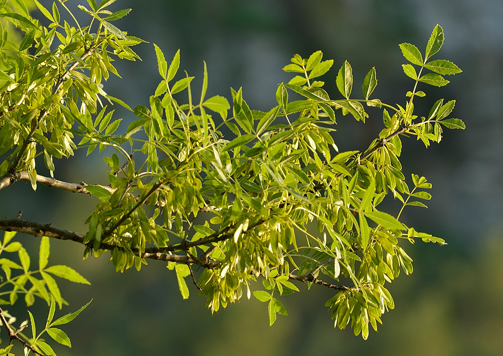Fraxinus angustifolia. Hojas y sámaras.