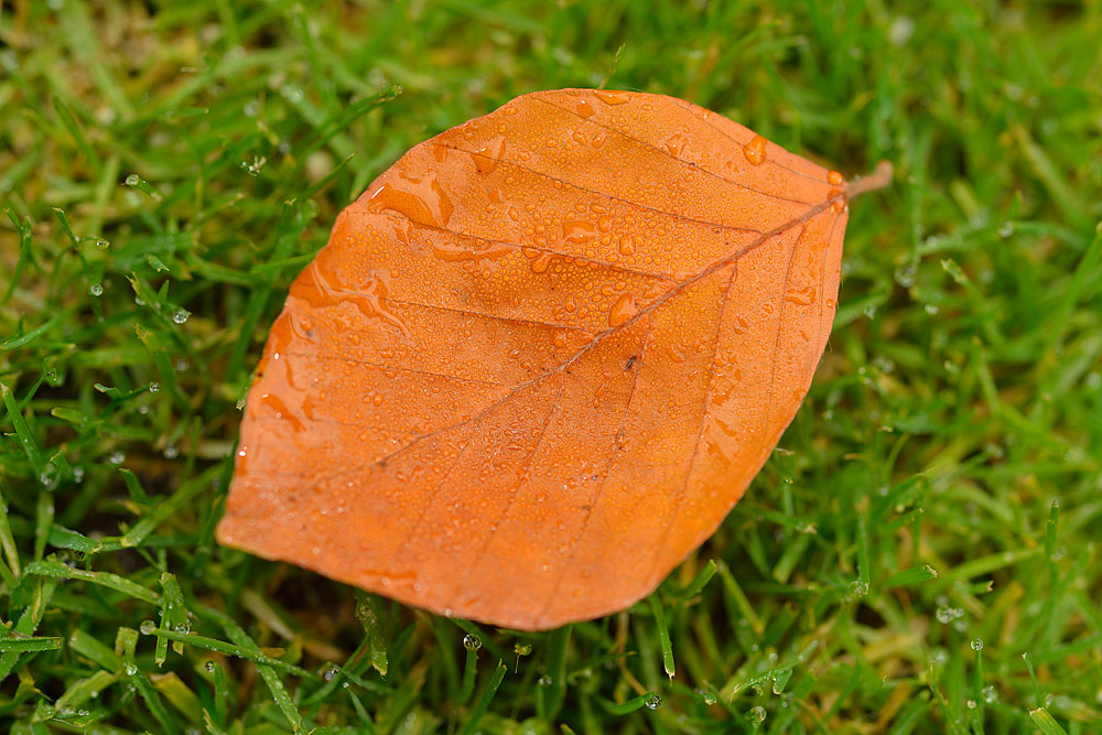 Hoja