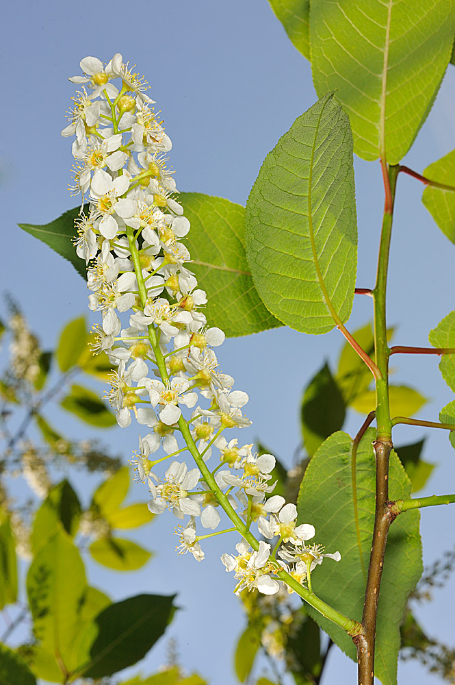 Flores agrupadas en racimos cilíndricos