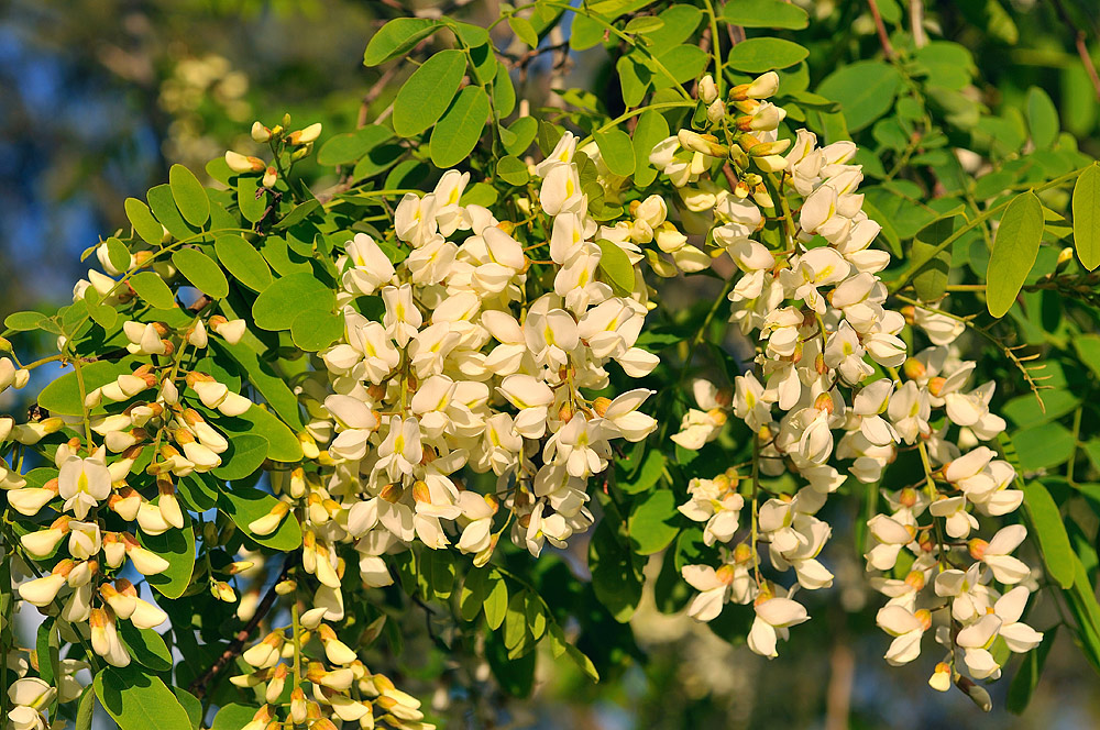Hojas y racimos de flores.