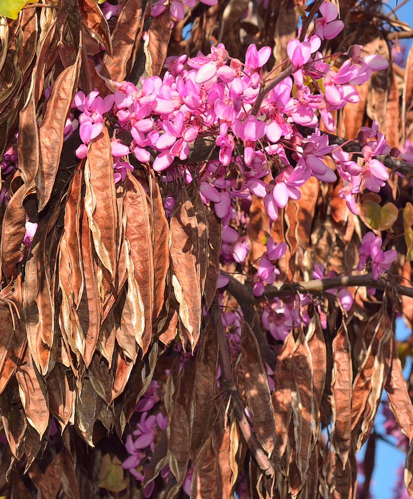 Flores y legumbres del año anterior.