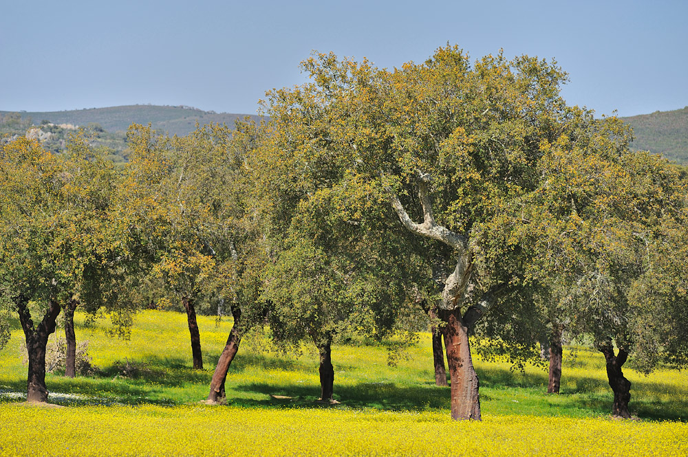 Dehesa de alcornoques
