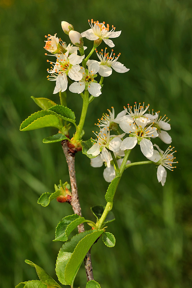 Inflorescencia de aspecto corimbiforme