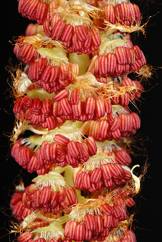 Detalle de las flores masculinas