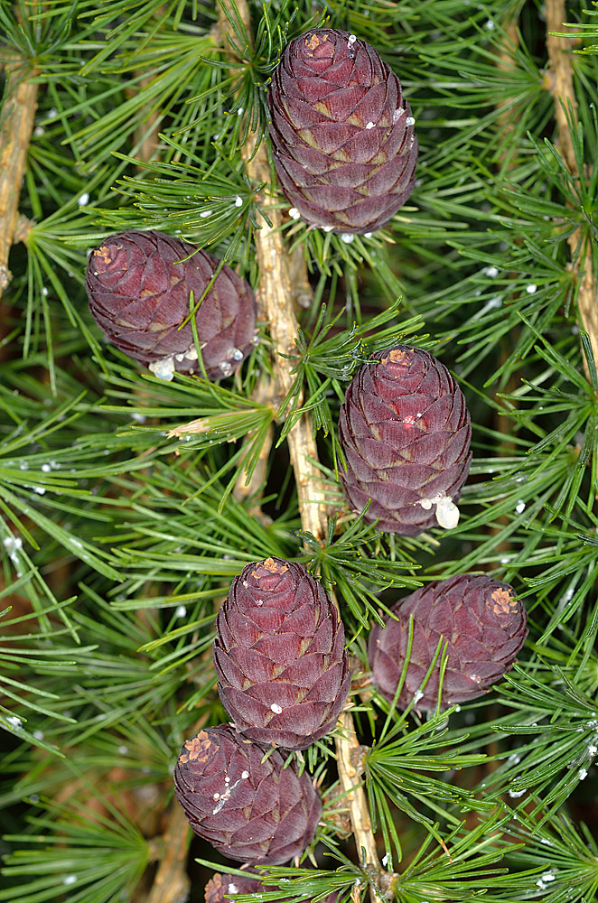 Larix decidua