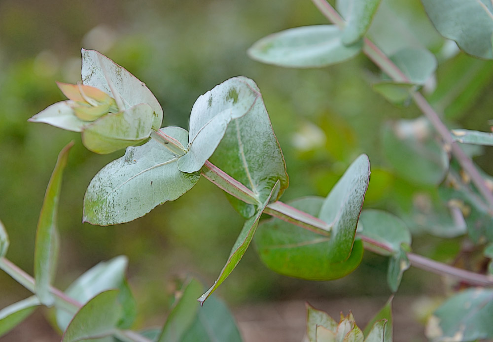 Hojas juveniles.