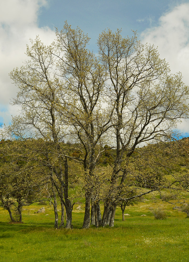 Ejemplares en pleno brote primaveral.