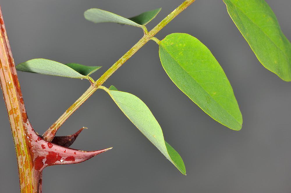 Estípulas espinosas.