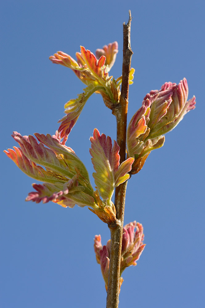 Brotes primaverales densamente pelosos.