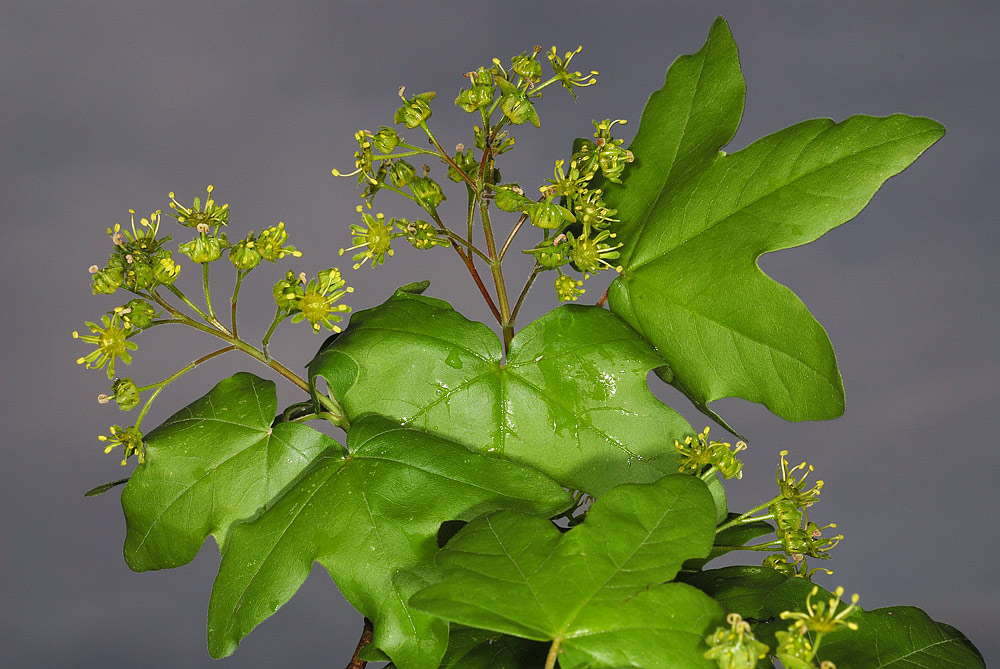 Inflorescencias y hojas con 5 lóbulos, los 2 inferiores menos marcados