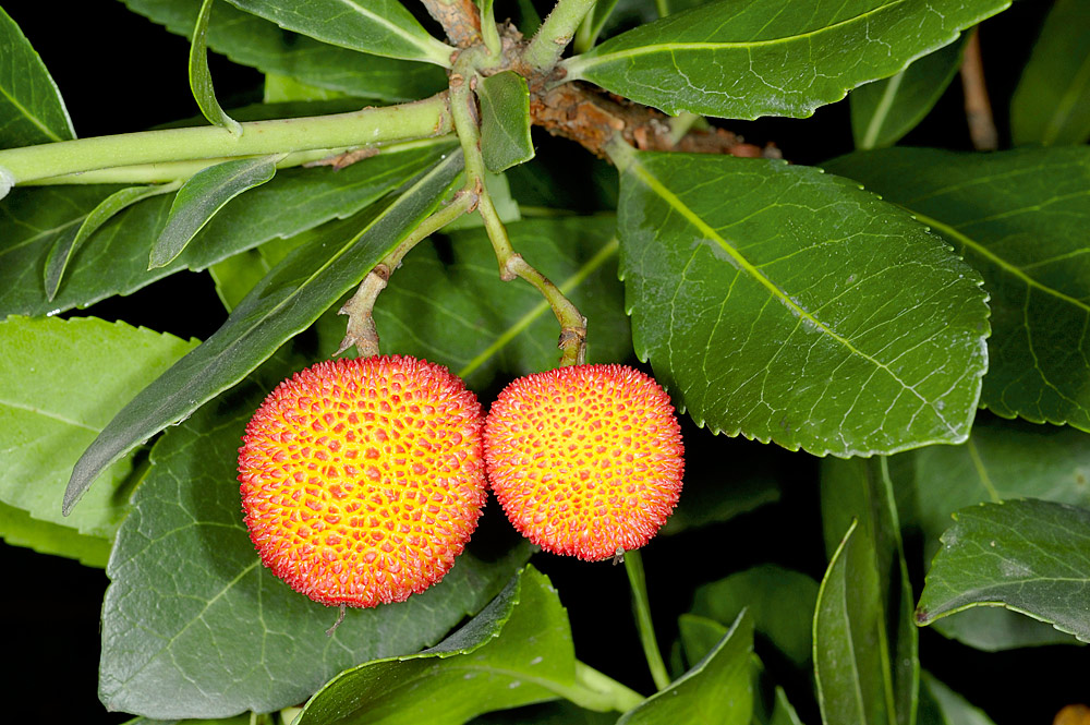 Aspecto de los frutos carnosos (madroñas)