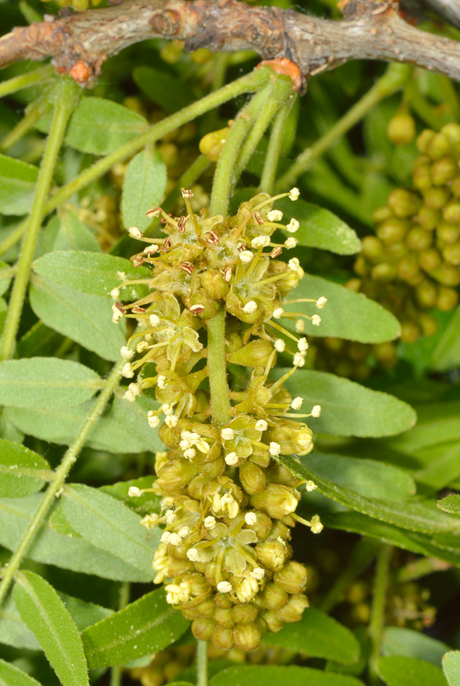 Inflorescencia masculina.