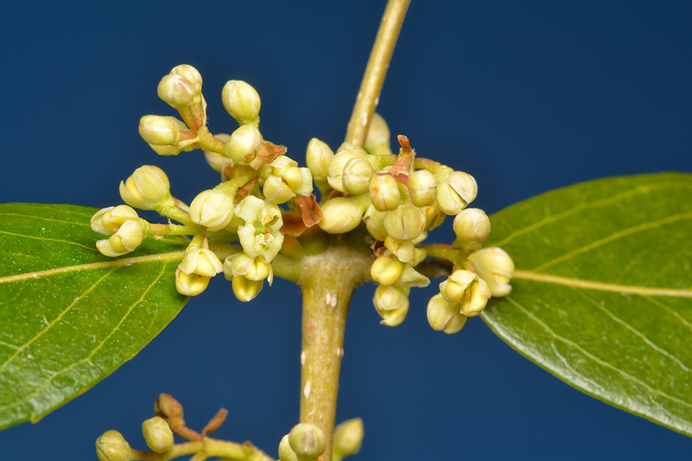 Inflorescencias en la axila de las hojas.