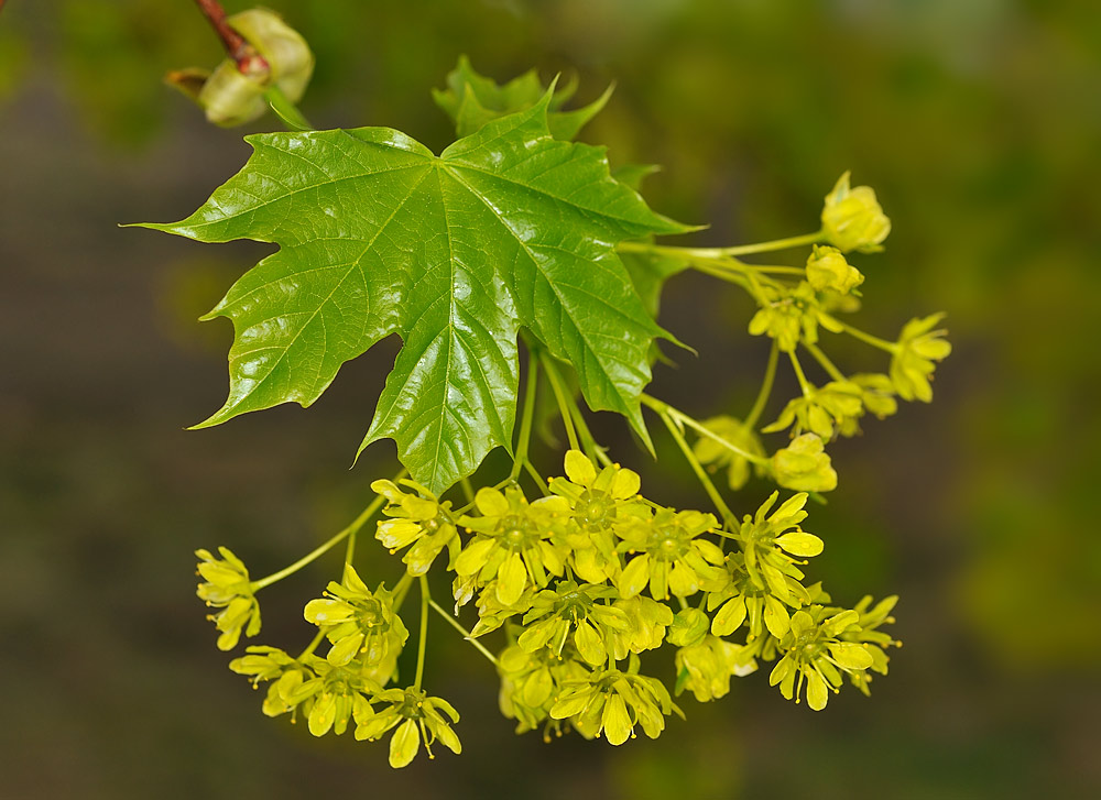 Inflorescencia y hoja pentalobulada