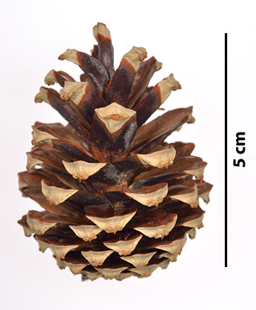 Piña.