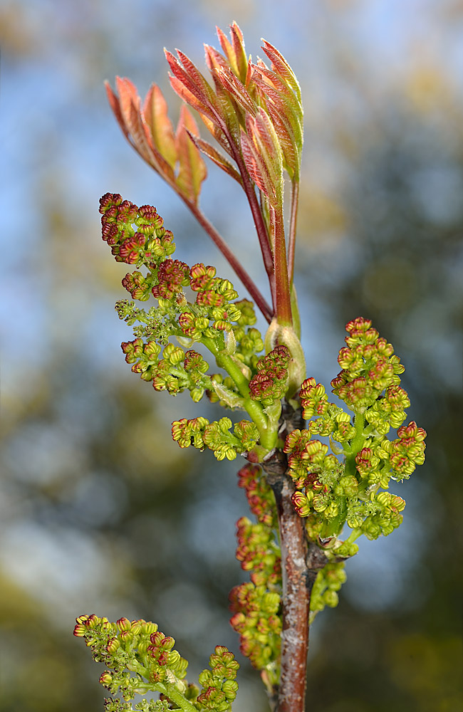 Brote primaveral, con hojas e inflorescencias iniciando su desarrollo.