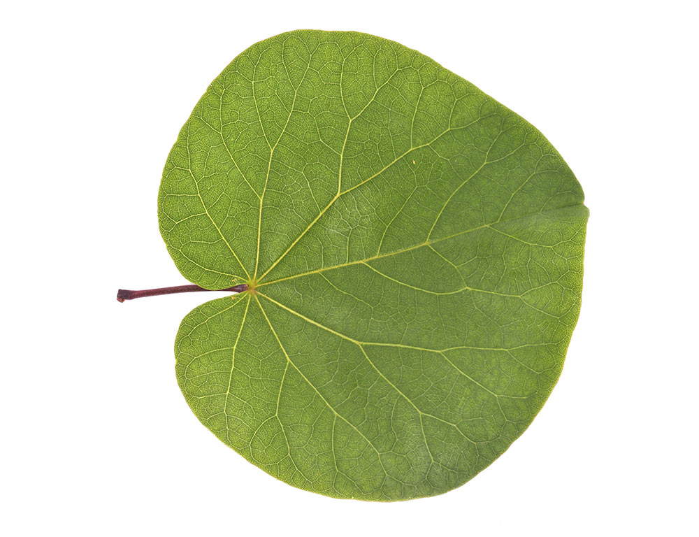 Hoja.