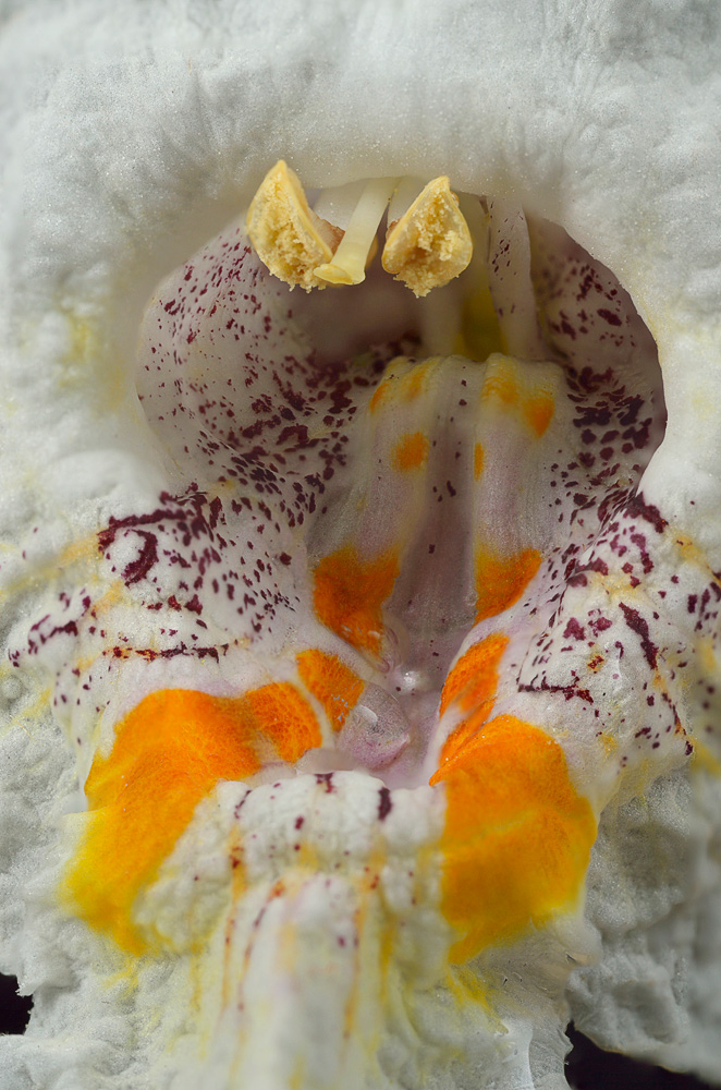 Interior de la flor.