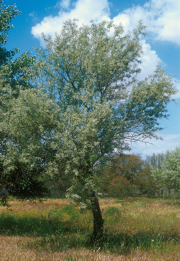 Porte
