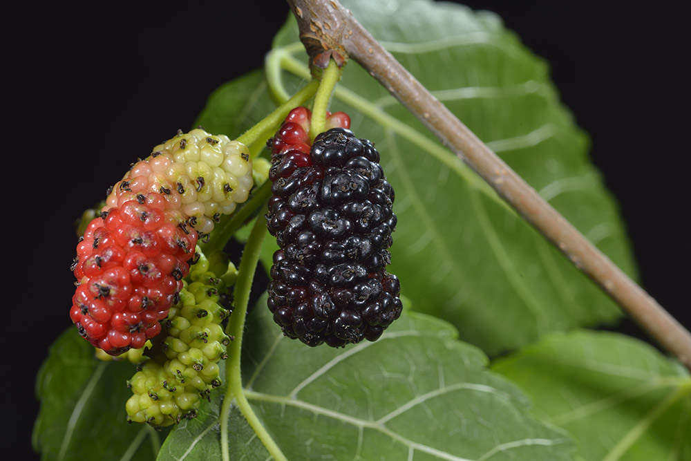 Frutos de variada coloración.