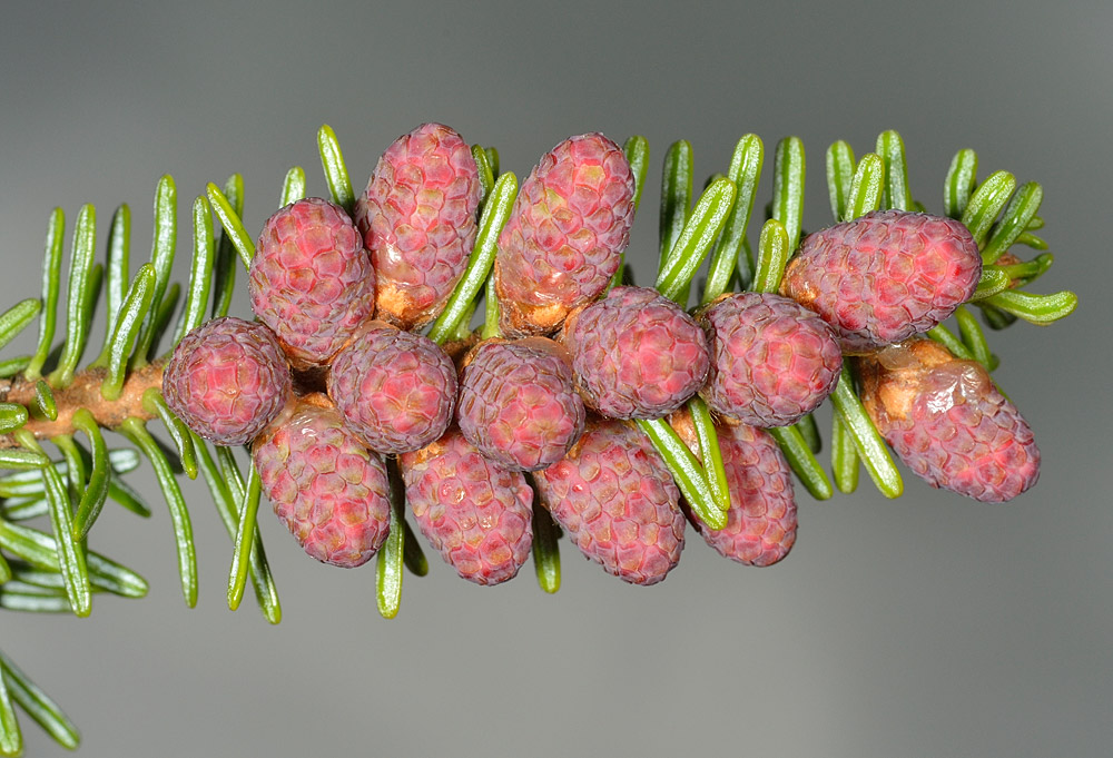 Abies pinsapo. Flores masculinas.