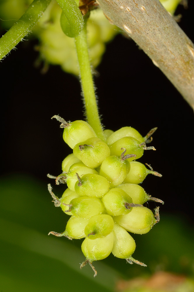 Inflorescencia femenina.