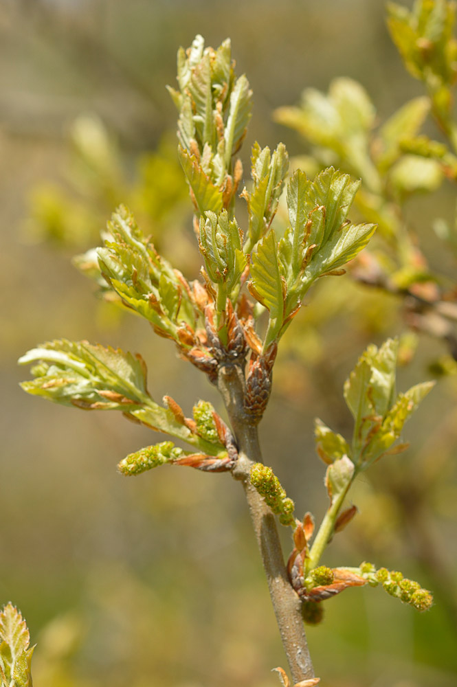 Brote primaveral e inicio de la floración