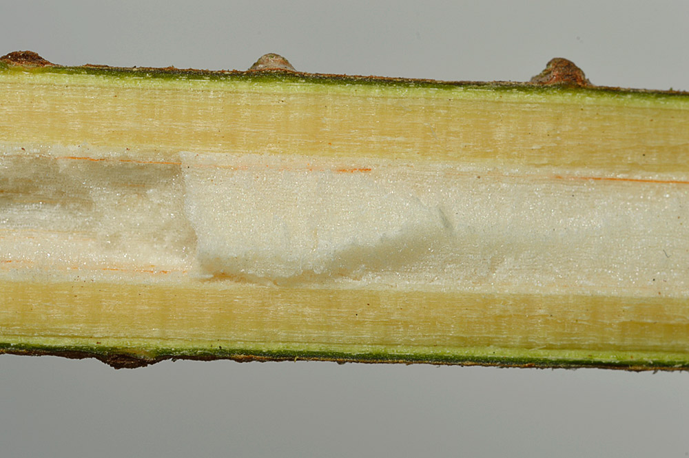 Médula de las ramillas jóvenes.
