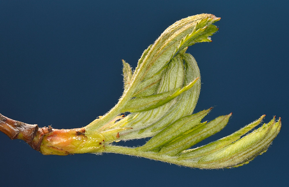 Brote primaveral.