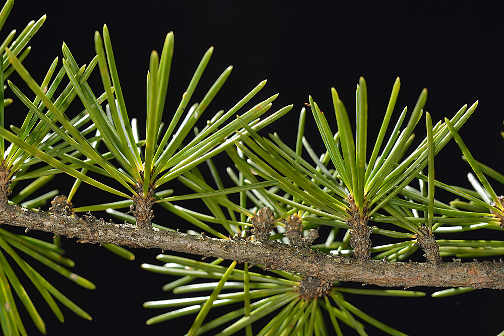 Cedrus. Acículas en mesoblastos.