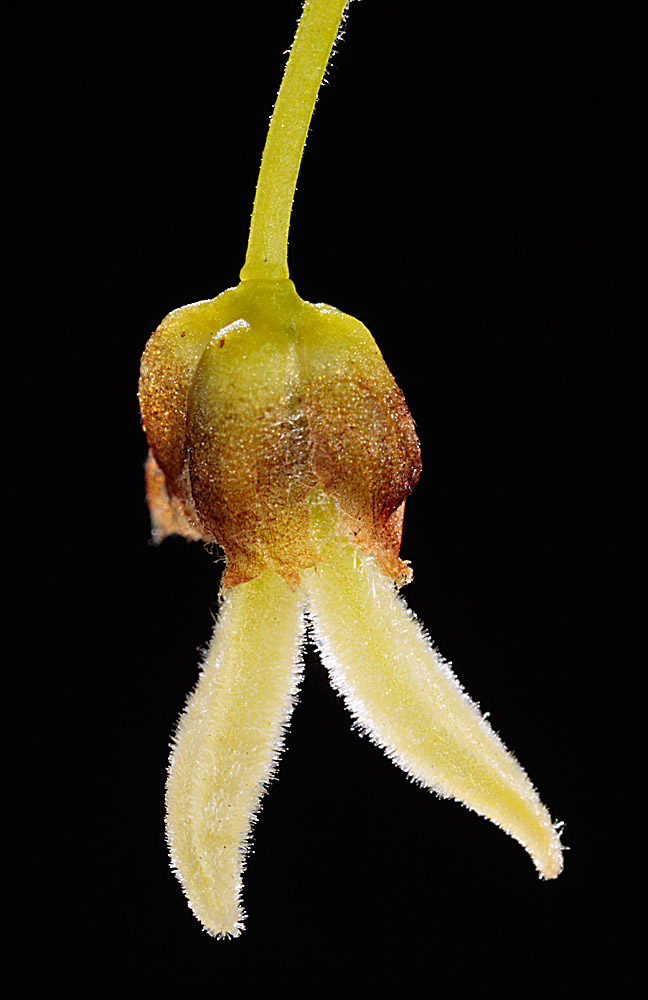 Flor hermafrodita en que se aprecian los estigmas