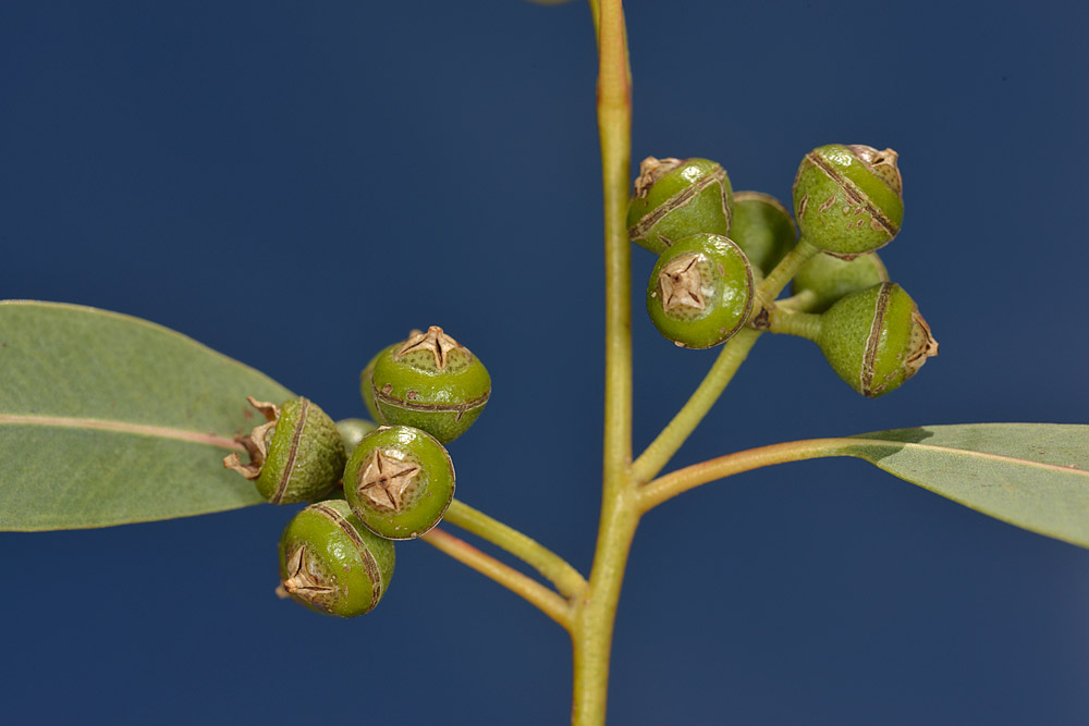 Detalle de los frutos con 4 dientes en la parte superior