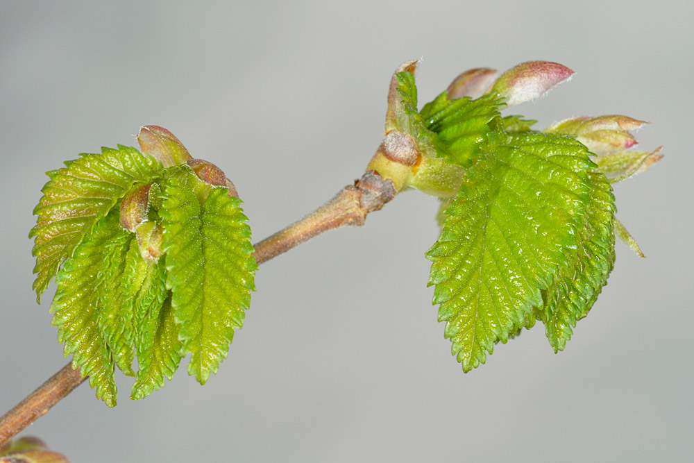 Hojas juveniles