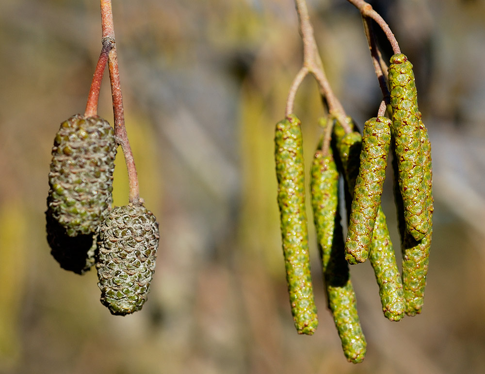 Inflorescencias femeninas (izq.) y masculinas (der.)